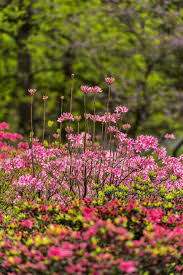 New York Botanical Garden Stock Photos Royalty Free Images Focused