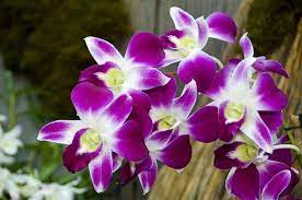 Fiore di orchidea pieno fiore nell'allevamento di orchidee. Fiori Simili Alle Orchidee