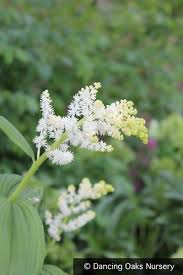 Image result for Secamone racemosa