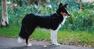 The shetland sheepdog also goes by the names shetland collie, dwarf scotch shepherd, and of course the sheltie. Border Collie Mix Grosse Charakter Lebenserwartung Co