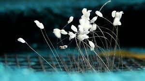 Sahabat kbi pasti memiliki kamar kan. Wow Diberi Nama Udumbara Katanya Ini Bunga Dari Surga Yang Mekar 3 000 Tahun Sekali