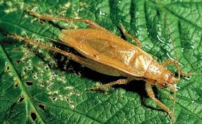 I just want to know if they are harmful to humans. Crickets Sciencedirect