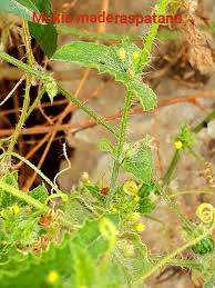 Image result for Cucumis maderaspatanus