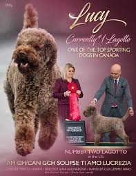 We did not find results for: News And Updates Lagotto On The Hill Lagotto Romagnolo Breeder