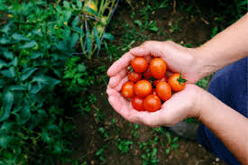 Maybe you would like to learn more about one of these? Freezing Cherry Tomatoes No Blanching Required The Deep Freeze