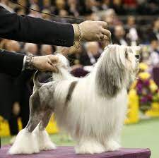 The shaggy, double coat is long and profuse in former times these dogs were shorn along with sheep. 18 Long Haired Dogs Afghan Hound Bearded Collie And More