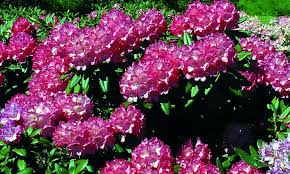 Japansk Rhododendron Fantastica Planter Hage Bilder