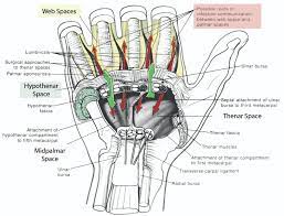 Deep Space Collar Button Infections Hand Orthobullets
