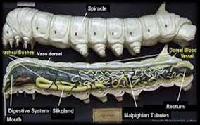 Unit – 2 Biology of silk moth Synopsis