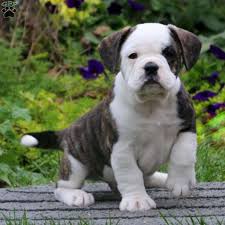 Male bulldog puppies and female puppies available and ready for deposits.new babies were born on may pictures added august. Beabull Puppies For Sale Greenfield Puppies