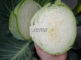 Image result for hlávková kapusta