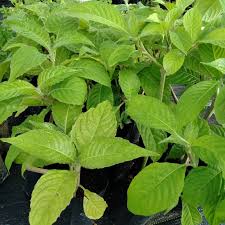 Daun ketum adalah herba yang digunakan secara tradisional untuk memberi tenaga selepas bersalin dan kekuatan melakukan kerja berat atau tugas membosankan dalam rutin seharian. Pokok Ketum Ayam Ternakan Shopee Malaysia