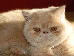 The quiet and docile exotic shorthair adapts easily to any environment, getting along well with dogs and children. Exotic Shorthair Cat Breeds 101
