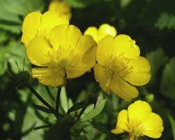 Yellow Hawthorn Flower Yellow Hawthorn Watercolor Form May May Birth Flowers Hawthorne Flower Larkspur Flower