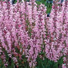 Image result for Salvia pratensis `Rose Rhapsody