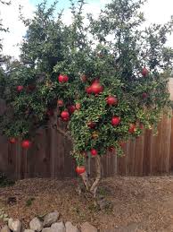 The pomegranate tree is a fruit bearing tree, so the pruning process must be proper and precise. Pin Di House Ideas