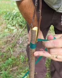 A tree that can grow multiple types of fruit is a magical thing to see! Step By Step Guide To Grafting Fruit Trees Mossy Oak