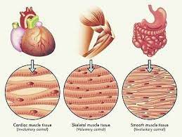 Pin By Srinivasan On Biology Smooth Muscle Tissue Molecular Biology Cell Biology