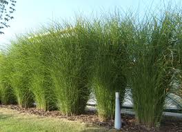 Http Www Traviny Perina Net Traviny Wp Content Uploads 2015 04 Vysoke Ozdobnice Jemna Miscanthus Sinensis Gracillimus J City Garden Ornamental Grasses Plants