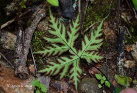 Image result for Doryopteris concolor