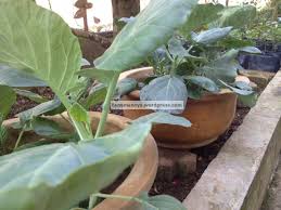 Dulunya tumbuhan ini termasuk dalam genus hib. Tanaman Sendiri Sayur Kailan Tanamannya