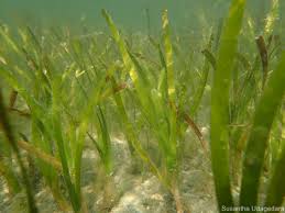 Image result for Cymodocea rotundata