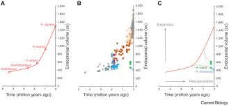 hominin brain evolution the only way is up sciencedirect