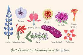Natives, planted in the right ground can easily bloom with little care. 10 Best Flowers For Attracting Hummingbirds