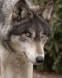 Your green eyes they don't miss a thing. Harvestheart Wolf Dog Wolf Photos Wolf Pictures