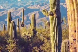 If you dream about snow sports, you may desire relaxation and freedom. Cactus Dream Meaning Get Your Dream Interpretation Now