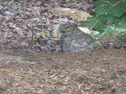 View 133 homes for sale in demorest, ga at a median listing price of $189,000. Home Garden Demorest Georgia Ata Family Pest Solutions