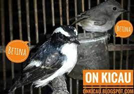 By kicaumaniaposted on december 2, 2020december 2, 2020. Ciri Ciri Perbedaan Burung Decu Kembang Jantan Dan Betina On Kicau