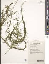 Image result for Potamogeton octandrus