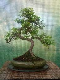 Buy outdoor bonsai trees and get the best deals at the lowest prices on ebay! The Bonsai Shop Bonsaishopire Twitter