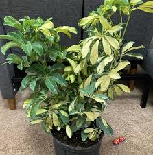 Image result for Triumfetta angolensis