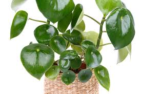 Image result for Peperomia molleri