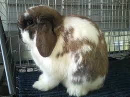 Breeding Holland Lops Holly S Hollands Rabbitry