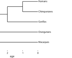 Image of basic phylogenetic tree