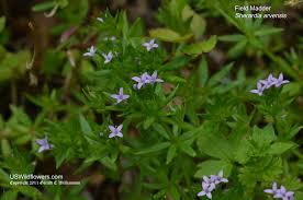 Image result for Sherardia arvensis