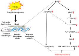406 din 30 mai 2017. Development Of A Drosophila Melanogaster Based Model For The Assessment Of Cadmium And Mercury Mediated Renal Tubular Toxicity Sciencedirect