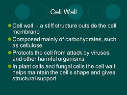 Feb 09, 2021 · the cell wall is the outermost covering of plant cells. The Cell Mrs Womack Cell Shape And Movement The Size And Shape Of A Cell Relates To Its Job Or Function The Structures That Make Up A Cell Also Have Ppt