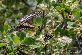 Image result for Monodora junodii