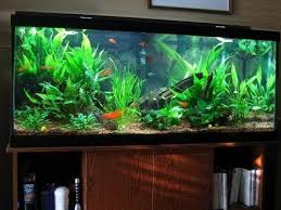 Diy Home Made Unique Aquarium Interior Design Ideas Youtube Tropical Fish Tanks Aquarium Design Diy Fish Tank