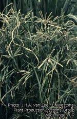 Image result for Eleusine africana