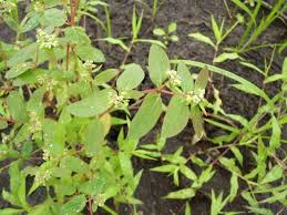 Image result for Euphorbia hyssopifolia