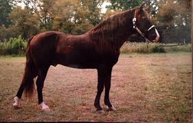 Rocky Mountain Horse Association Online Database