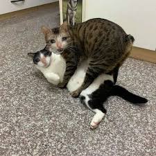 Get us on google play store. Sad Cat Can You Please Close The Door And Leave Album On Imgur