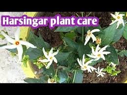 Parijat is a very famous flower in india, which helps to treat many health problems since decades. How To Grow And Care Night Flowering Jasmine Shiuli Parijat Harsingar From Cuttings By Priya Youtube