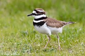 Birds That Lay Eggs On The Ground Uk Pin On My Bird Encounters