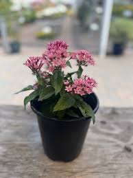 Image result for Pentas longiflora
